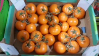 Tomaten_orange_2